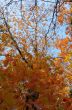 Golden  autumn.