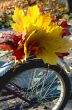 Wonderful autumn.