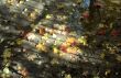 Maple autumn leaves in mud