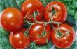 Tomato branch
