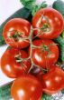 Tomato branch vertical