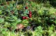 Bilberry in nature