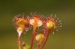 Flowers of sundew