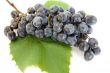grape