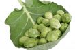 Brussels cabbage