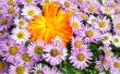 Floral background
