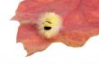 caterpillar
