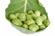 Brussels cabbage