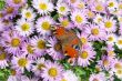 butterfly on flowers