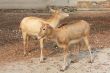 Two deers on stony ground