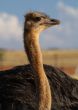 Ostrich