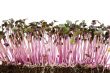 sprouts