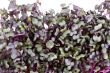 sprouts