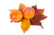 Two persimmons and autumn leaves.