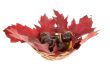 Chestnuts and oak leaves in a basket.