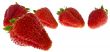 fresh strawberries