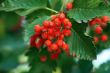 rowan