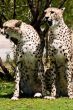 Two cheetahs