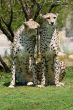 Two cheetahs