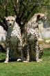 Two cheetahs