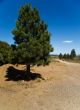 Pine tree in Utah
