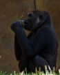 Silver back gorilla