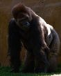 Silver back gorilla