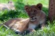 Lion cub