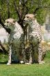 Two cheetahs