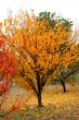 November Fall Trees