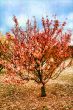 November Fall Trees