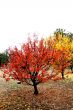November Fall Trees