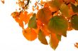 November Fall Trees