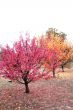 November Fall Trees
