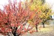 November Fall Trees