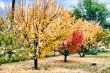 Colorful Autumn Leaves