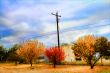 Colorful Autumn Leaves