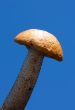 orange-cap boletus