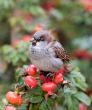 Portrait of a sparrow