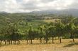 Vineyards between Rieti and Terni