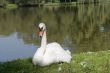Swan 5