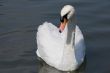 SWAN