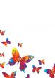 white bright butterfly