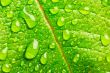 Green leaf