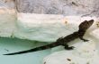 Baby Alligator