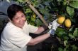 Picking lemons