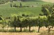 Vineyards between Rieti and Terni