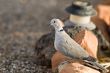 Mourning Dove