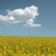 Blooming rape field in front of a smokestack