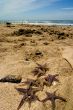 Star fish on the sand
